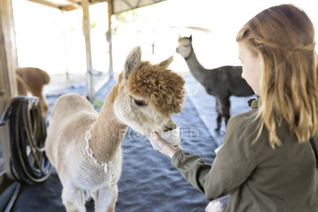 Chica mano alimentación Huachaya alpaca de taza en granero en granja alpaca - foto de stock