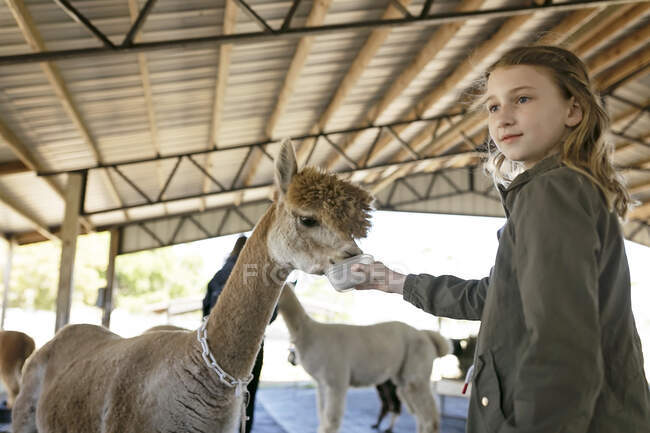 Girl hand feeding Huachaya alpaca at alpaca farm in barn — Stock Photo