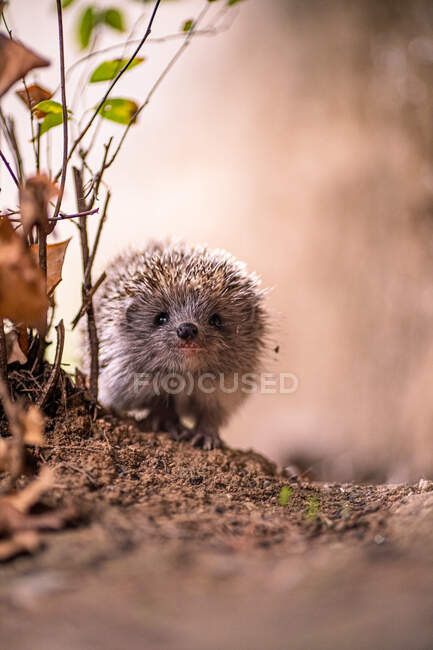 Little baby hedgehog in the forest, close up — Fotografia de Stock