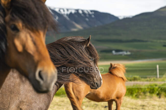 Pferde auf der grünen Wiese vor Naturkulisse — Stockfoto