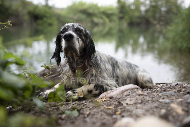Собака лежит на берегу реки на фоне природы — стоковое фото