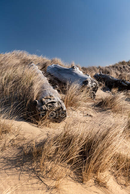 Dune costiera californiana ricoperta di erba marina e legni da posta derivanti spiaggiati — Foto stock