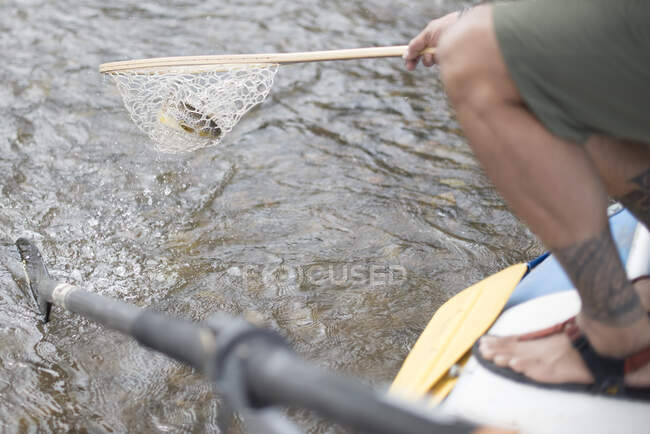 Un pescatore a mosca estrae una trota fario dal fiume con una rete. — Foto stock