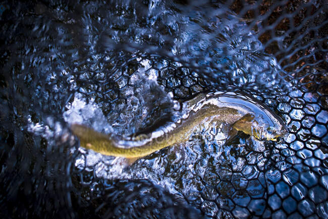 El agua se refleja en una trucha marrón en una red de pesca. - foto de stock