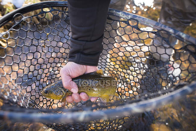 Um pescador segura uma truta marrom em sua rede. — Fotografia de Stock