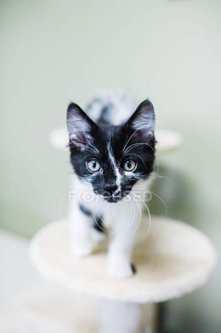 Gatito blanco y negro con marcas llamativas - foto de stock