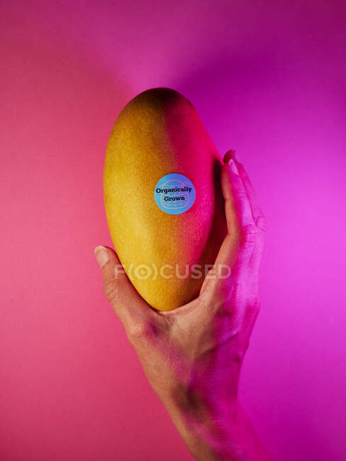 Closeup still-life shot of hand holding organically grown mango fruit — Stock Photo