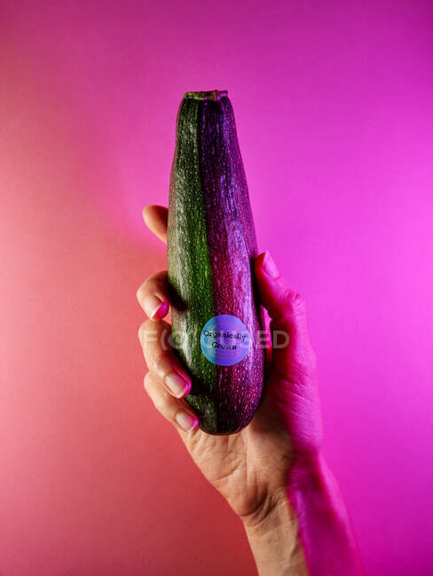 Zucchine organiche in mano femminile su sfondo viola al neon — Foto stock