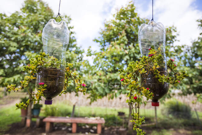 Bouteilles en plastique réutilisées comme jardinières suspendues. — Photo de stock