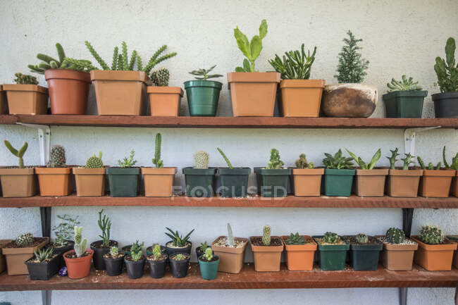 Assorted cactus and succulent plants on shelf garden. — Stock Photo