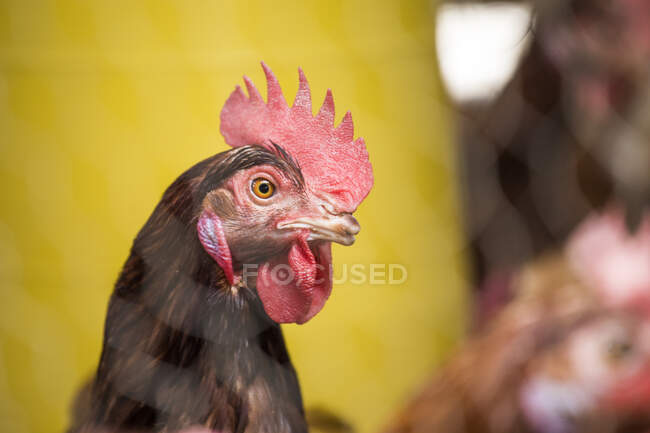 Portrait of chicken head and face at organic chicken farm. — Stock Photo