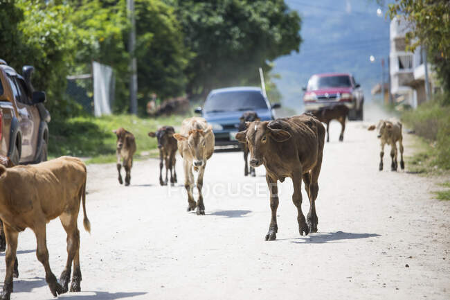 Kühe irren auf Fahrbahn und blockieren Verkehr. — Stockfoto