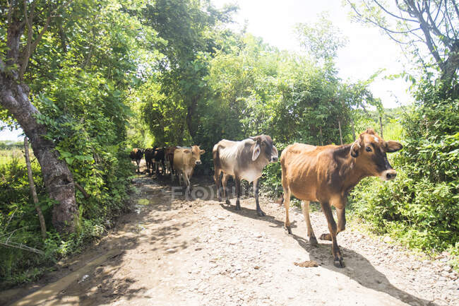 Корови йдуть рядочком по брудній дорозі в сільську Гватемалу.. — стокове фото