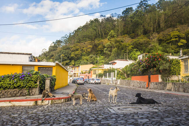 Streunende Hunde auf Kopfsteinpflasterstraßen in Antigua, Guatemala. — Stockfoto