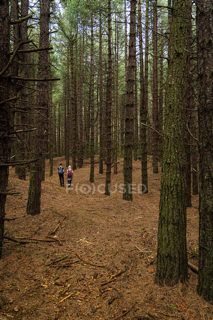 Dos excursionistas en el bosque - foto de stock