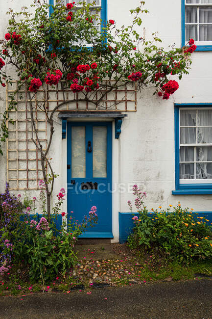 Una puerta azul bajo un enrejado de flores en un pueblo de Norfolk - foto de stock