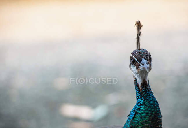 Portrait of a male peacock in New South Wales — Stock Photo