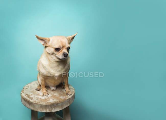 Tan chihuahua sitting on stool on aqua background, clean modern — Stock Photo