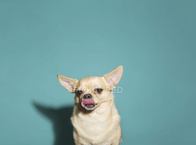 Close-up von Chihuahua leckt Nase vor aquablauem Hintergrund, hart — Stockfoto