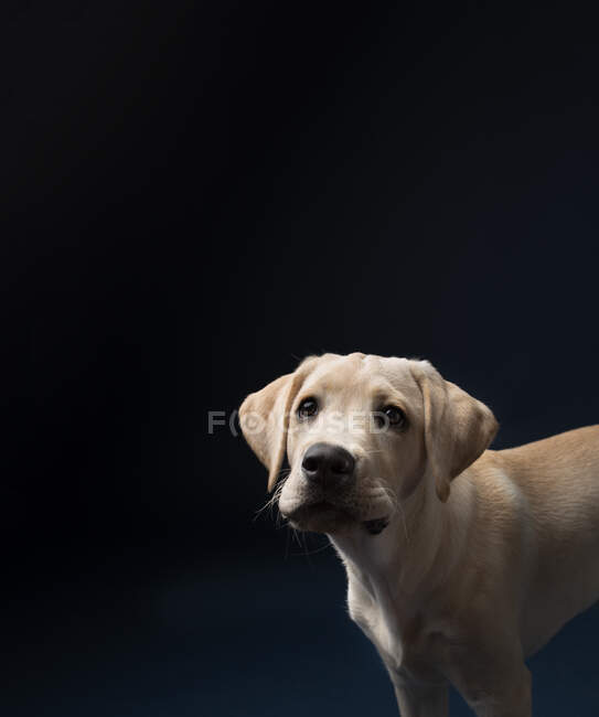 Cachorrinho de laboratório amarelo sentado no fundo azul escuro — Fotografia de Stock