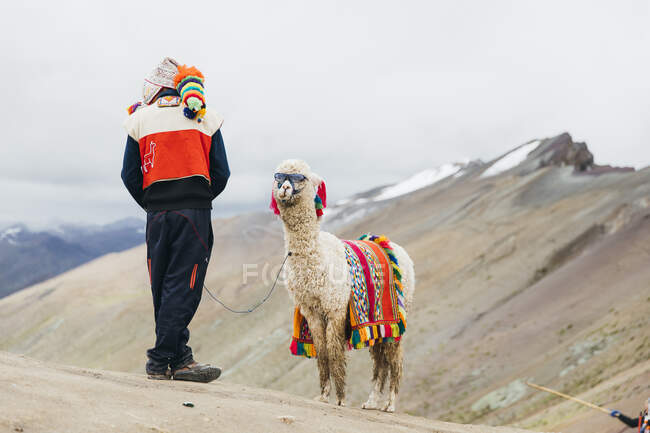 A local Peruvian man is standing near a llama with sunglasses in Peru — Stock Photo