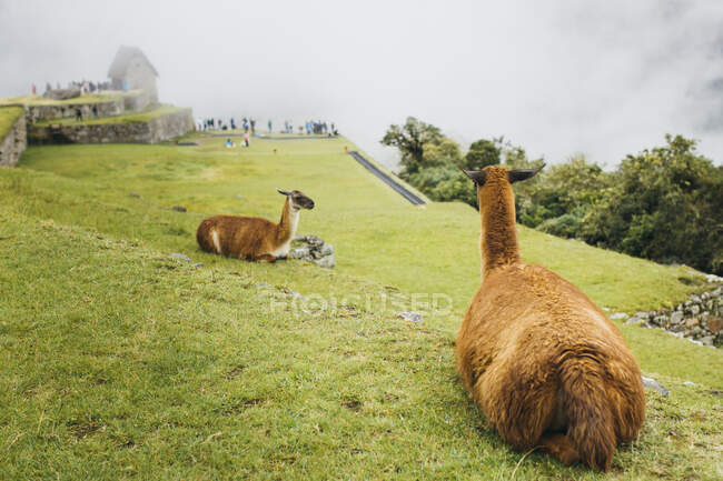 Llamas estão sentados perto de Machu Picchu no Peru — Fotografia de Stock