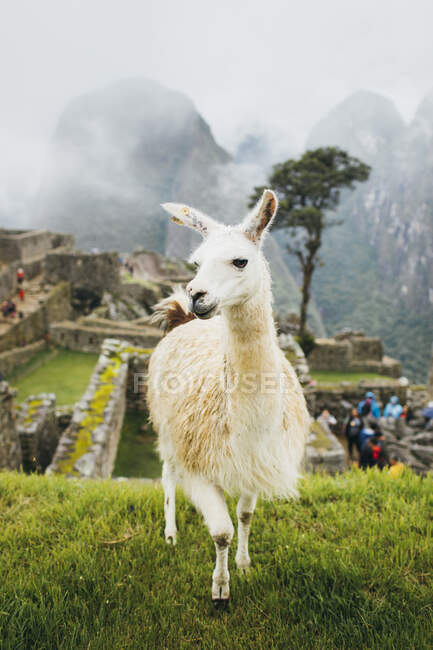 Llama Blanca está cerca de Machu Picchu en Perú - foto de stock