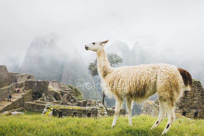 White llama is standing near Machu Picchu in Peru — Stock Photo