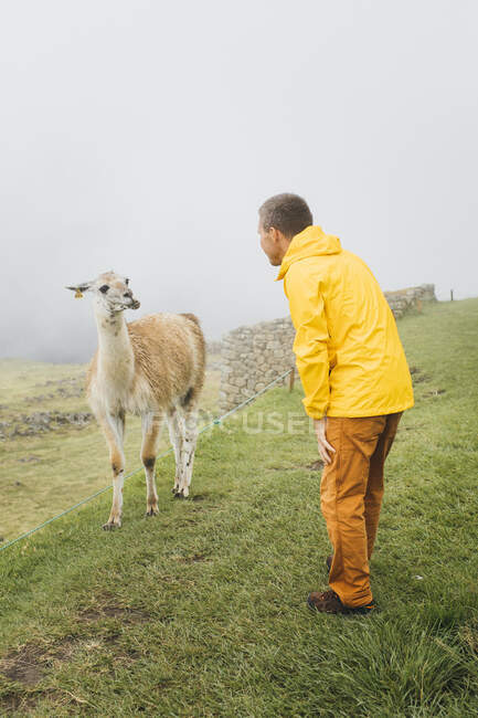 Un hombre con una chaqueta amarilla está parado cerca de una llama, Machu Picchu, Perú - foto de stock