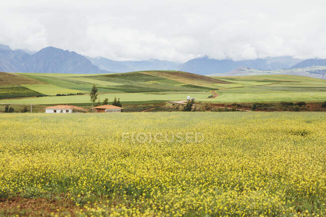 Bellissimo paesaggio con un campo di erba verde — Foto stock