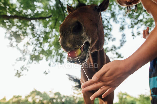 Лошадь ест яблоко из рук мальчика и пускает слюни — стоковое фото