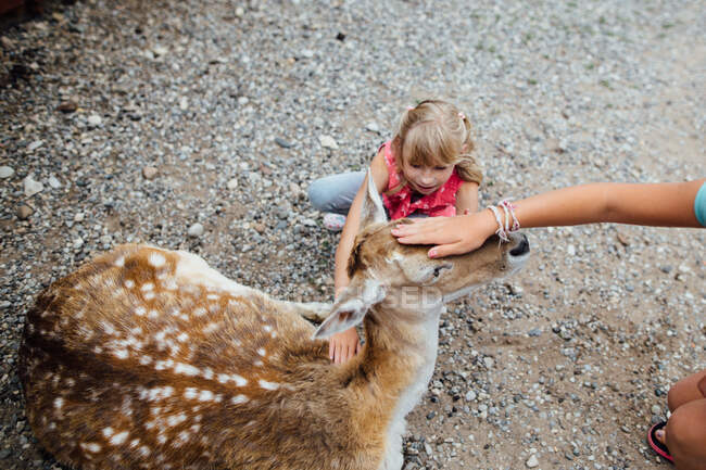 Young girls petting deer at a petting zoo — Stock Photo