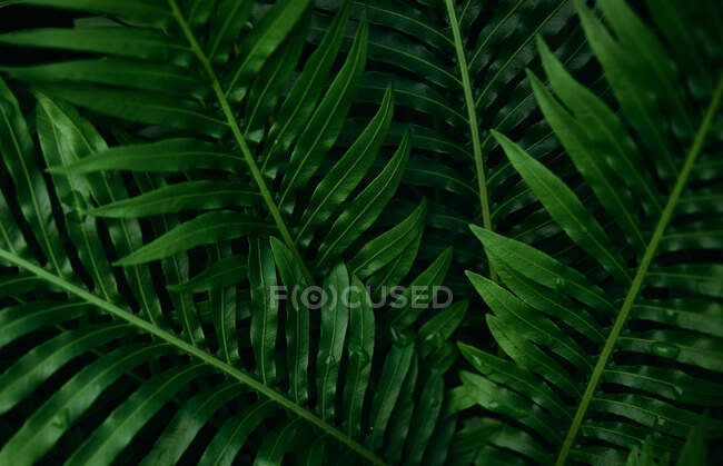 Tropical leaves in the garden — Stock Photo