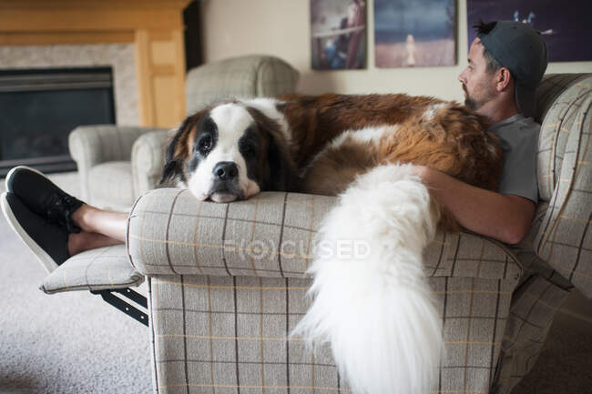Gran perro de San Bernardo se sienta en el regazo de los hombres en una silla en casa - foto de stock