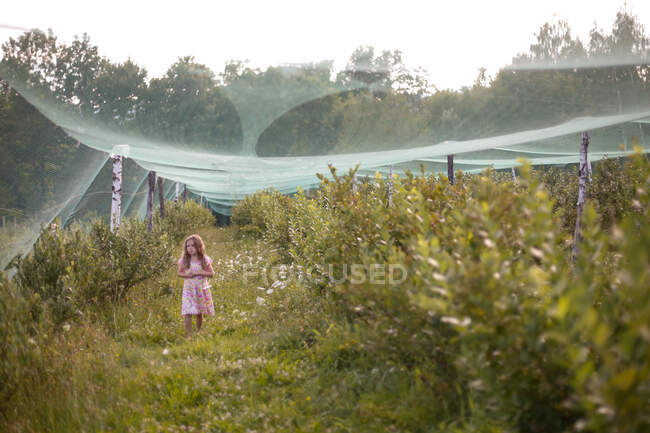 A young girl picking blueberries in a rural setting — Stock Photo