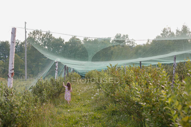 Uma jovem garota colhendo mirtilos em um ambiente rural — Fotografia de Stock