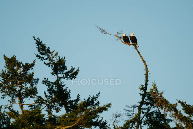 Ein Paar ausgewachsener Weißkopfseeadler sitzt zusammen auf einem kahlen Ast — Stockfoto