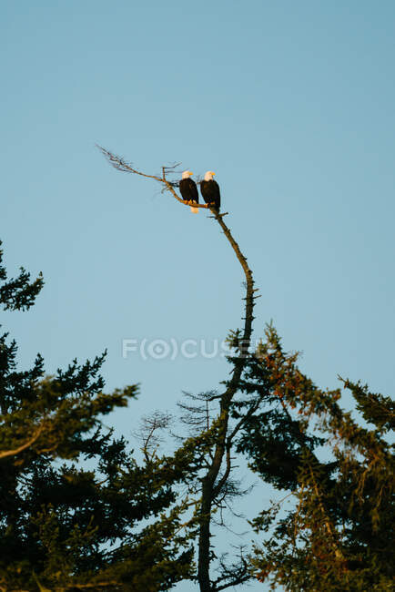 Un paio di aquile calve sedute insieme su un ramo nudo di albero — Foto stock