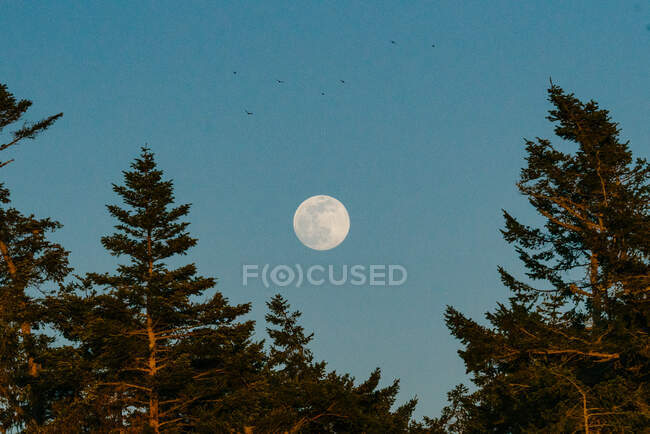Lune dans le ciel nocturne — Photo de stock