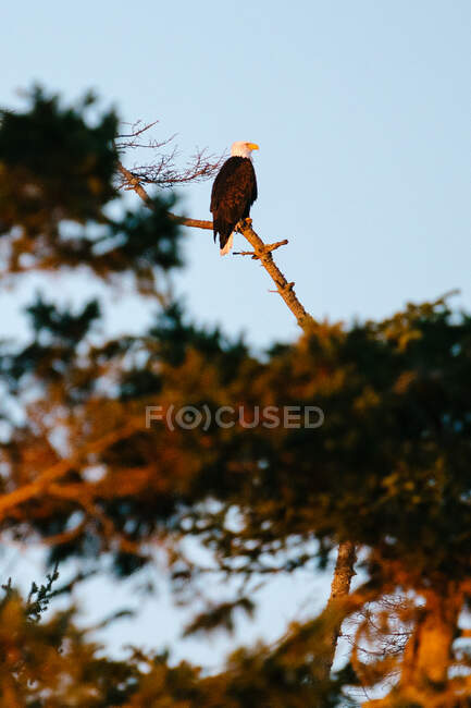Retrato de uma águia careca sentada em um galho de árvore nua ao pôr do sol — Fotografia de Stock