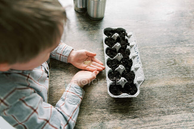Five year old boy starting to plant  seedlings — Stock Photo
