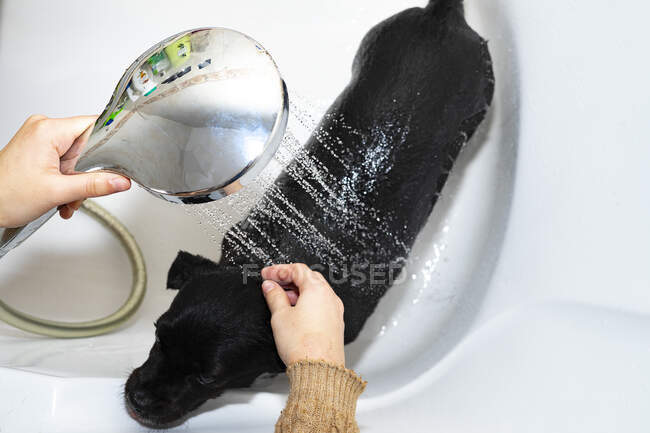Showering a dog with a showerhead. — Stock Photo