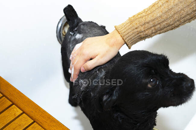 Mulher ensaboando um cão preto. — Fotografia de Stock