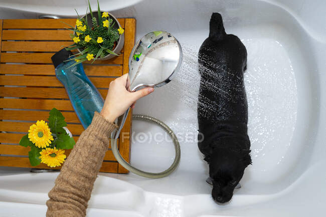 Ducharse y limpiar un perro negro. - foto de stock