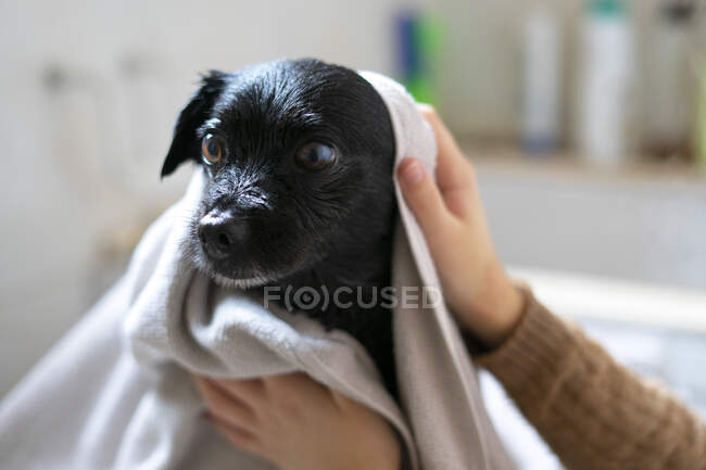 Mujer secando un perro negro con una toalla. - foto de stock