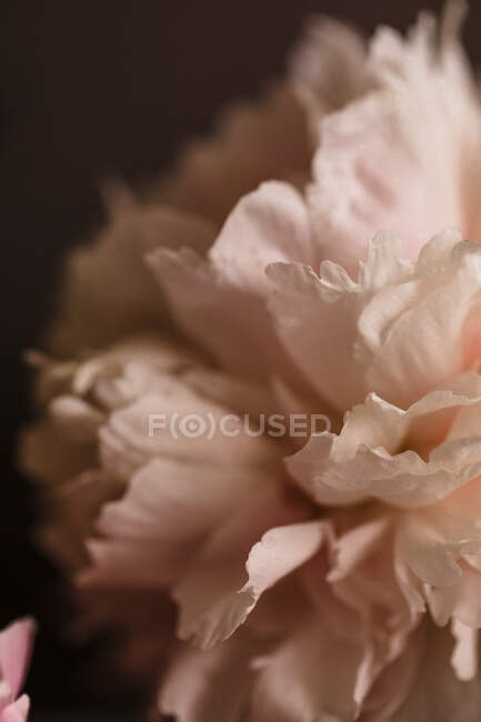 A beautiful bouquet of pink peony flowers — Stock Photo