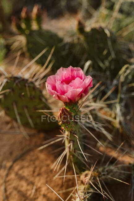 Single pink claret cup cactus flower blooms in the desert of utah — Stock Photo