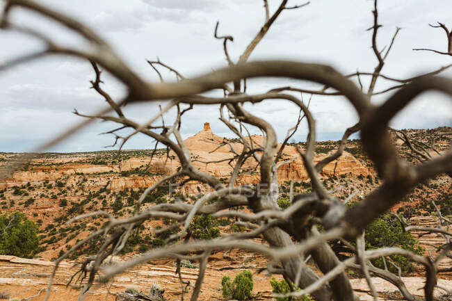 Blick durch einen verdrehten toten Baum auf die roten Felsformationen von utah — Stockfoto