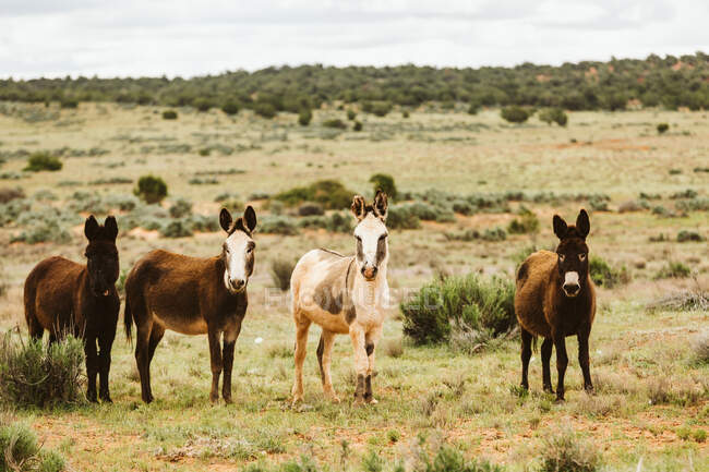 Cavalos selvagens no deserto — Fotografia de Stock
