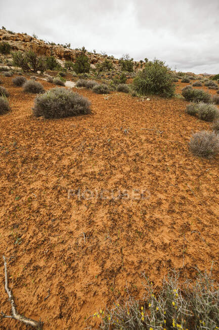 Ландшафт пустыни с сухими растениями — стоковое фото